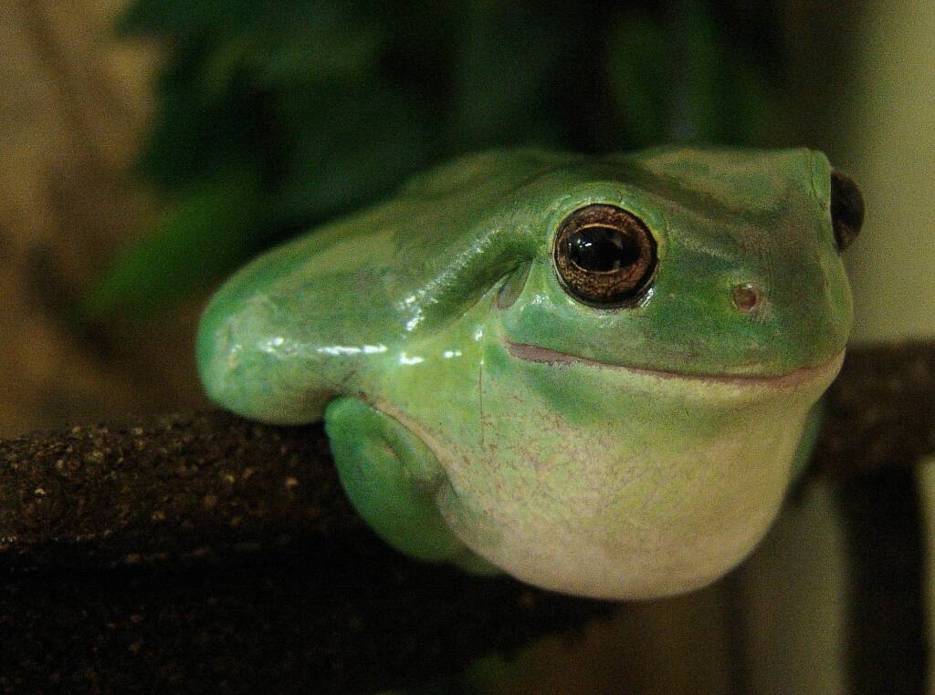 Common Green Tree Frog (Ranoidea caerulea), Alice Springs Reptile Centre