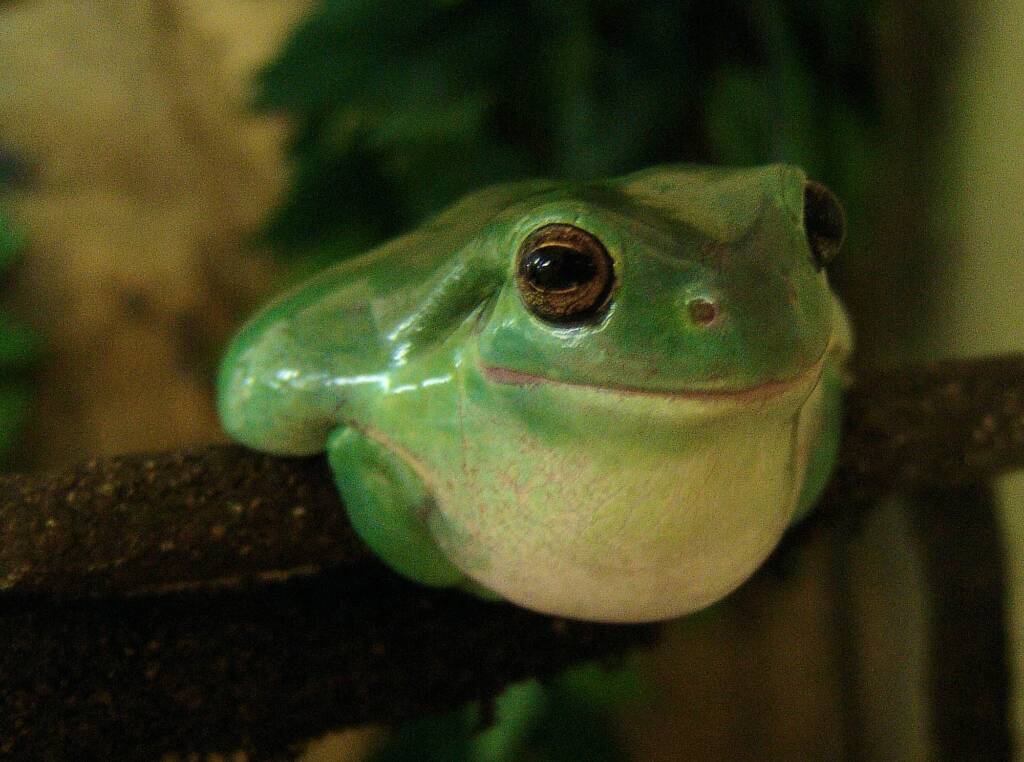 Common Green Tree Frog (Ranoidea caerulea), Alice Springs Reptile Centre