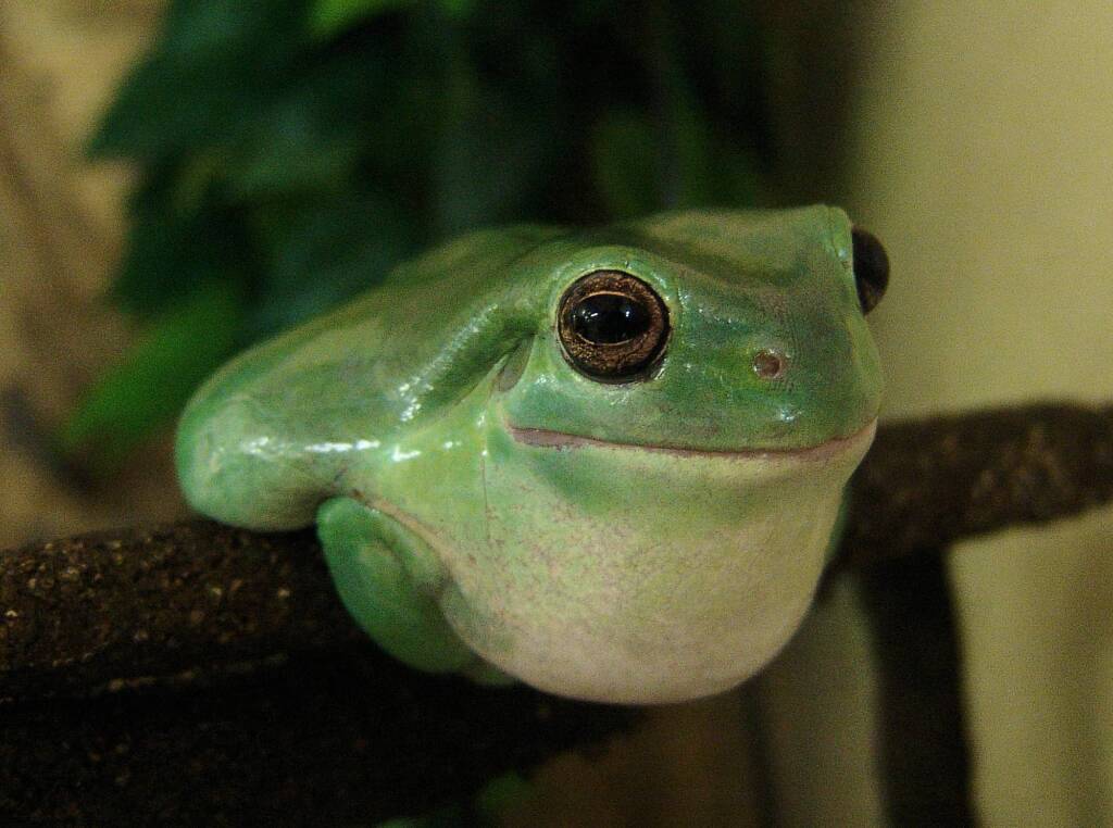 Common Green Tree Frog (Ranoidea caerulea), Alice Springs Reptile Centre
