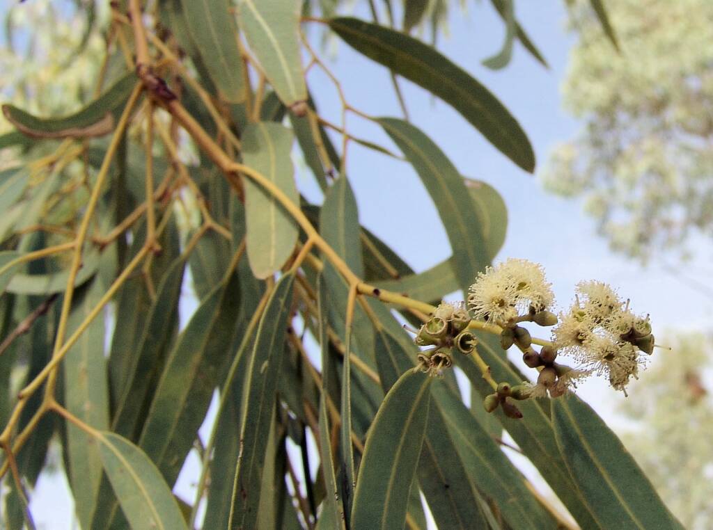 Coolabah (Eucalyptus coolabah), Olive Pink Botanic Garden