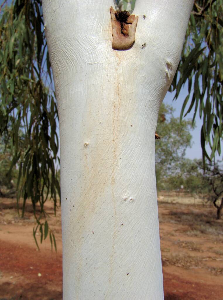 Coolabah (Eucalyptus coolabah), Olive Pink Botanic Garden