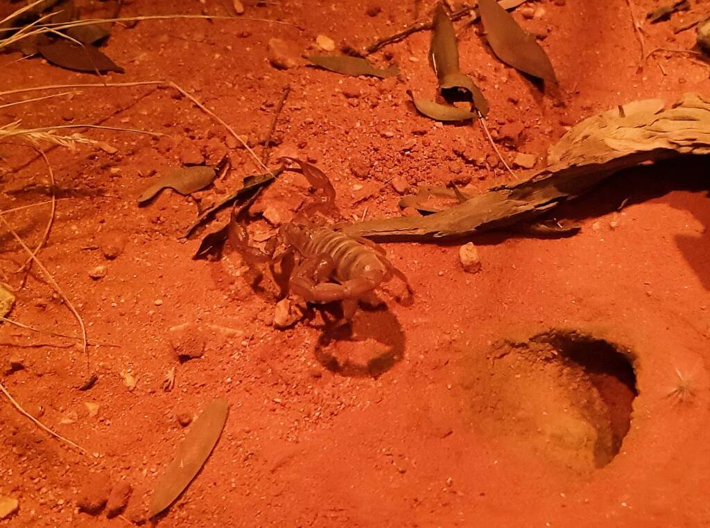 Desert Scorpion (Urodacus yaschenkoi)