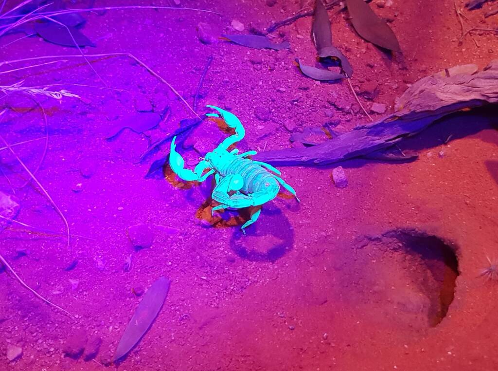 Desert Scorpion (Urodacus yaschenkoi)