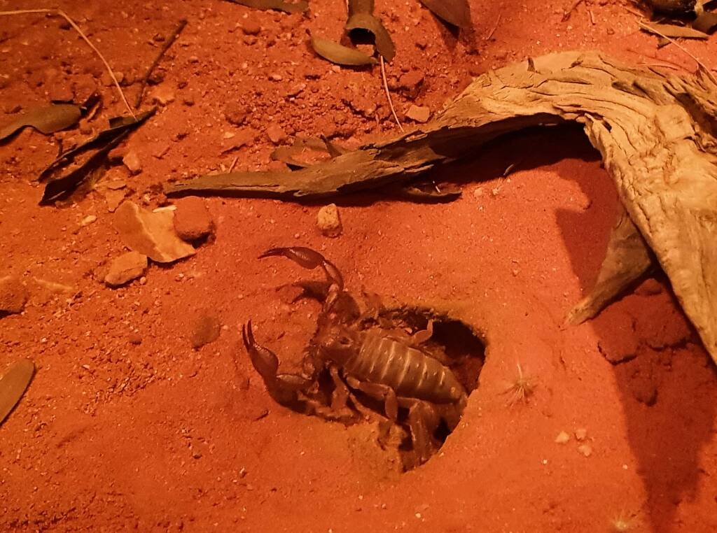 Desert Scorpion (Urodacus yaschenkoi)