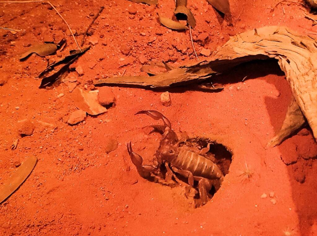 Desert Scorpion (Urodacus yaschenkoi)