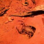 Desert Scorpion (Urodacus yaschenkoi)