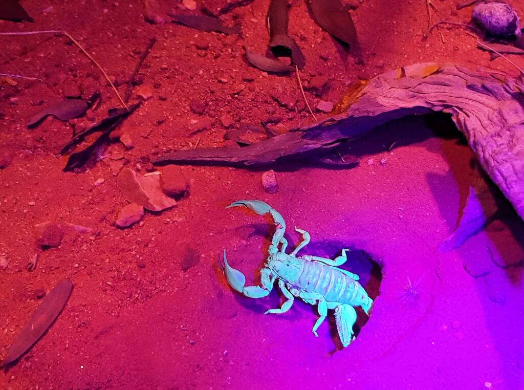 Desert Scorpion (Urodacus yaschenkoi)