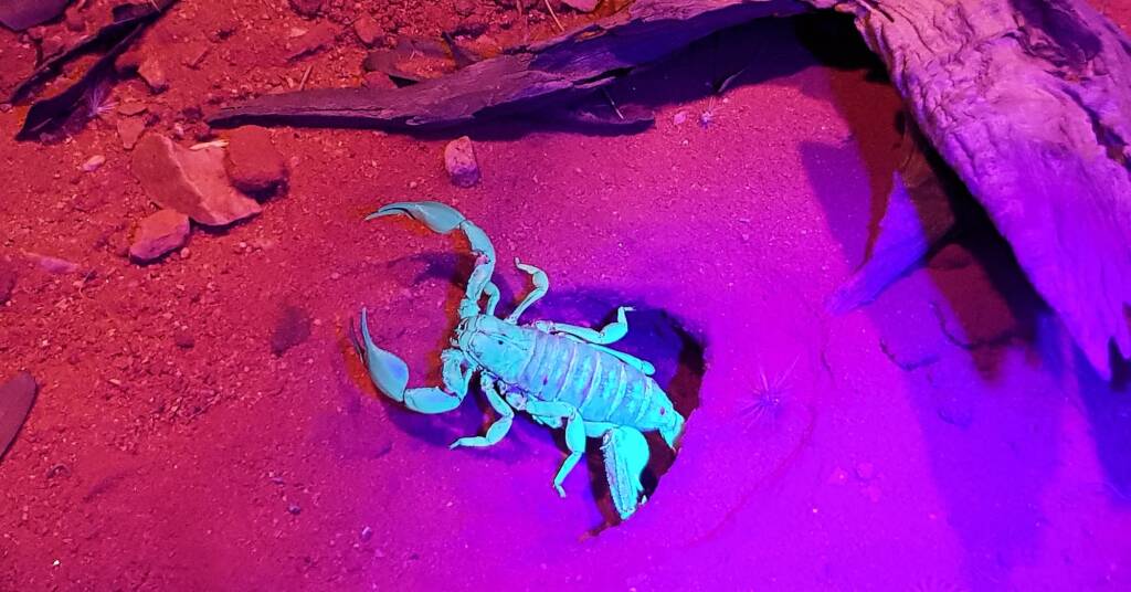 Desert Scorpion (Urodacus yaschenkoi)