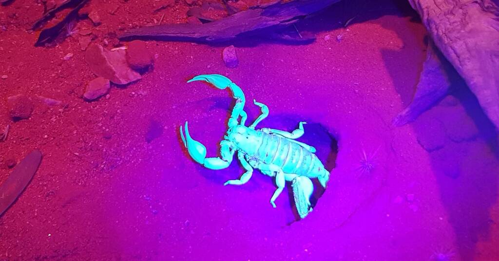 Desert Scorpion (Urodacus yaschenkoi)