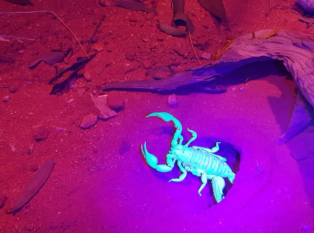 Desert Scorpion (Urodacus yaschenkoi)