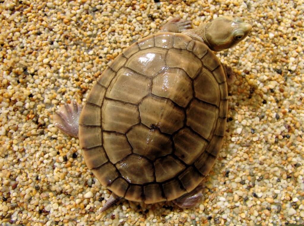 Diamond Head Turtle (Emydura subglobosa worrelli), Alice Springs Reptile Centre