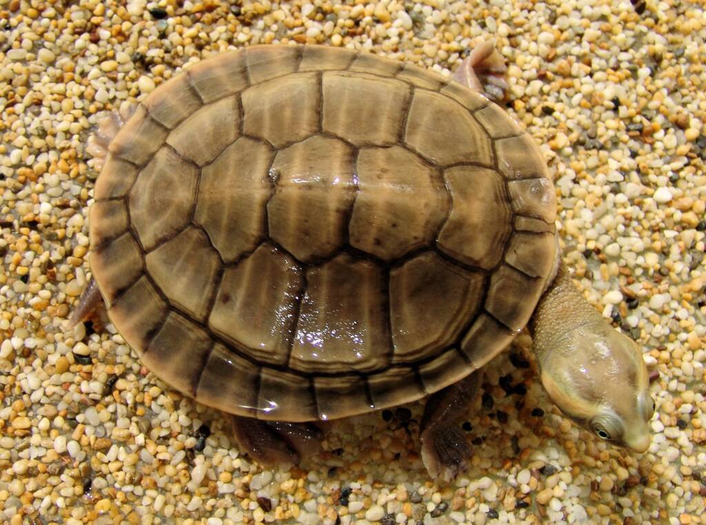 Diamond Head Turtle (Emydura subglobosa worrelli), Alice Springs Reptile Centre