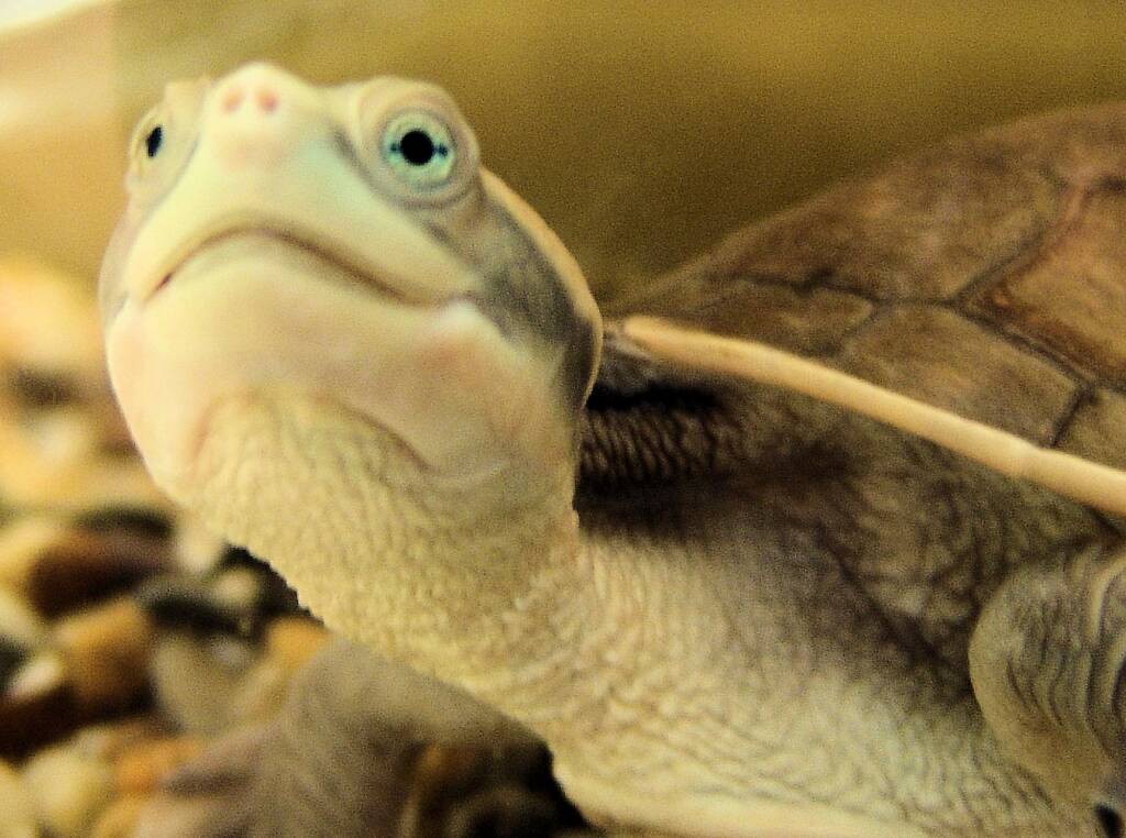 Diamond Head Turtle (Emydura subglobosa worrelli), Alice Springs Reptile Centre