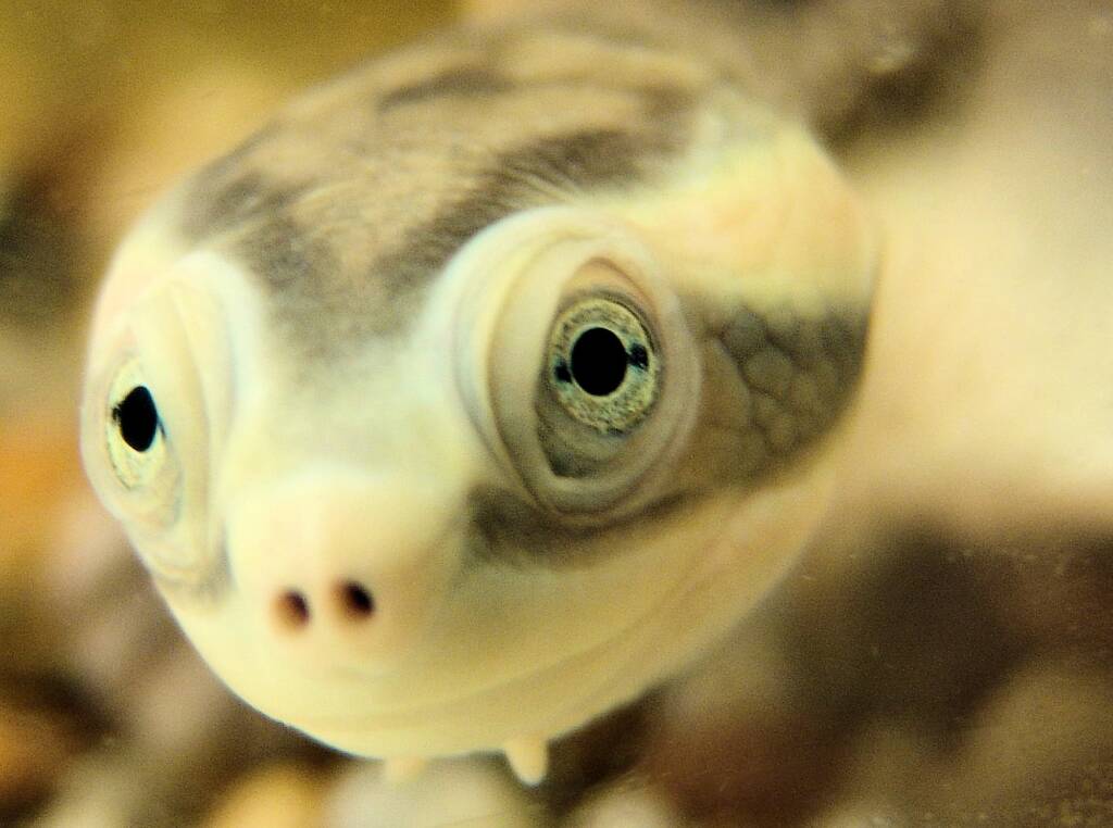 Diamond Head Turtle (Emydura subglobosa worrelli), Alice Springs Reptile Centre