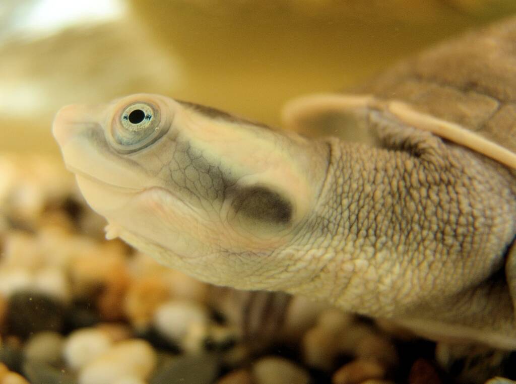 Diamond Head Turtle (Emydura subglobosa worrelli), Alice Springs Reptile Centre