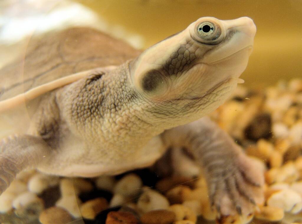 Diamond Head Turtle (Emydura subglobosa worrelli), Alice Springs Reptile Centre