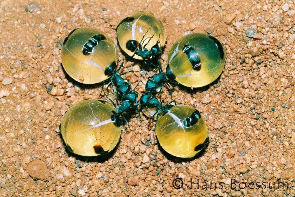 Five Honey Ants ยฉ Hans Boessum