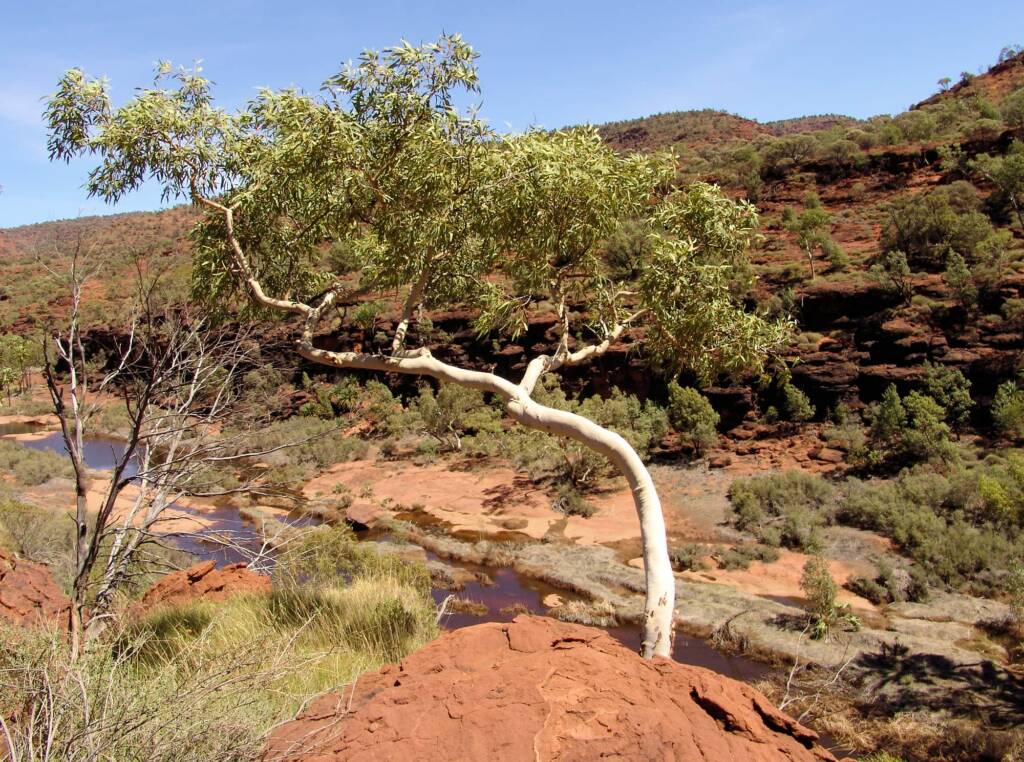Ghost Gum (Corymbia aparrerinja), Palm Valley
