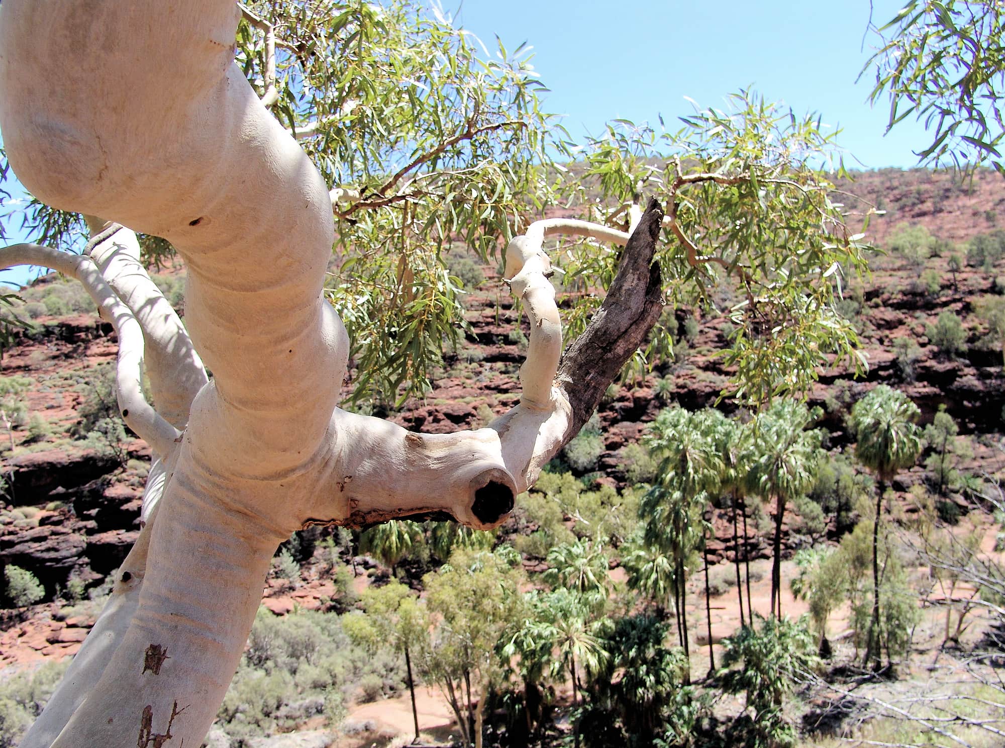 Ghost Gum (Corymbia aparrerinja), Palm Valley
