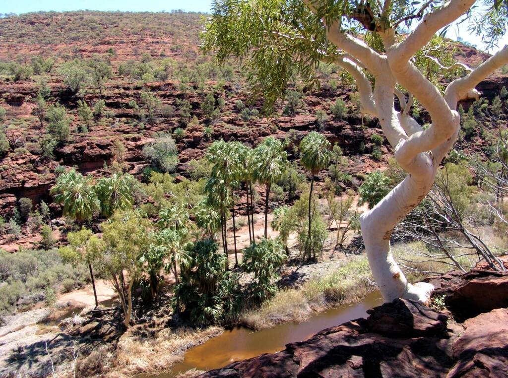 Ghost Gum (Corymbia aparrerinja), Palm Valley