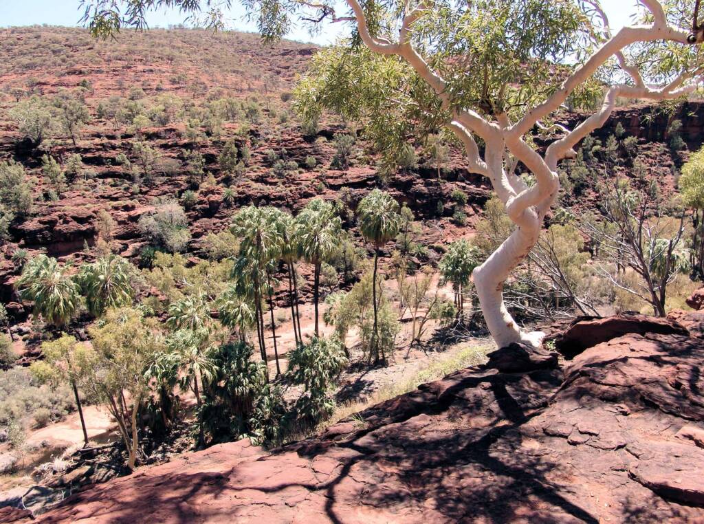 Ghost Gum (Corymbia aparrerinja), Palm Valley