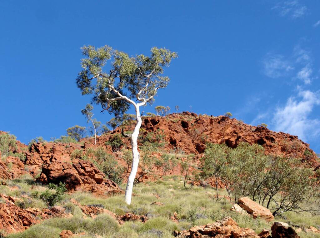 Ghost Gum (Corymbia aparrerinja), Redbank Gorge