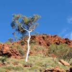 Ghost Gum (Corymbia aparrerinja), Redbank Gorge