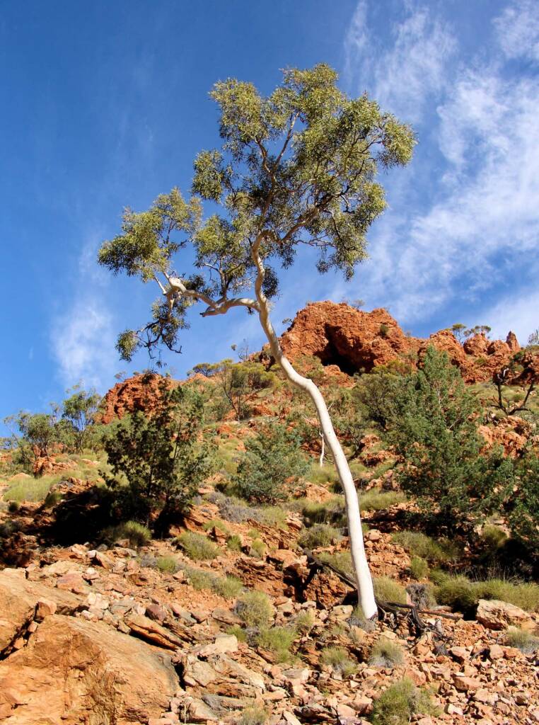 Ghost Gum (Corymbia aparrerinja), Redbank Gorge