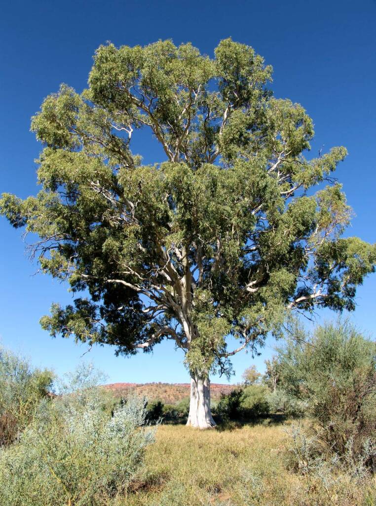 Ghost Gum (Corymbia aparrerinja), Simpsons Gap