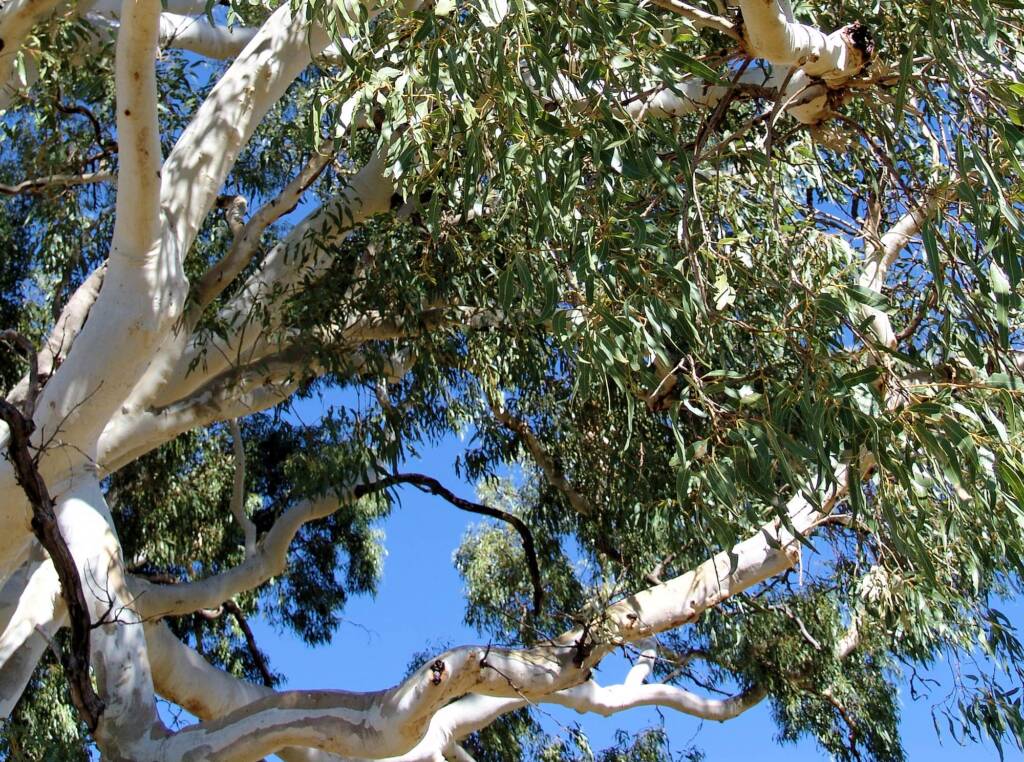 Ghost Gum (Corymbia aparrerinja), Simpsons Gap