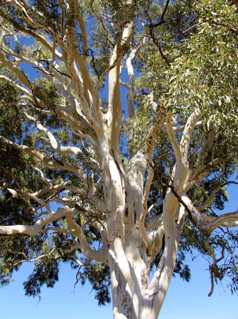 Ghost Gum (Corymbia aparrerinja), Simpsons Gap