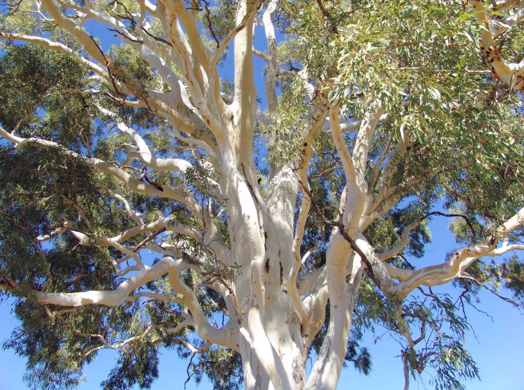 Ghost Gum (Corymbia aparrerinja), Simpsons Gap