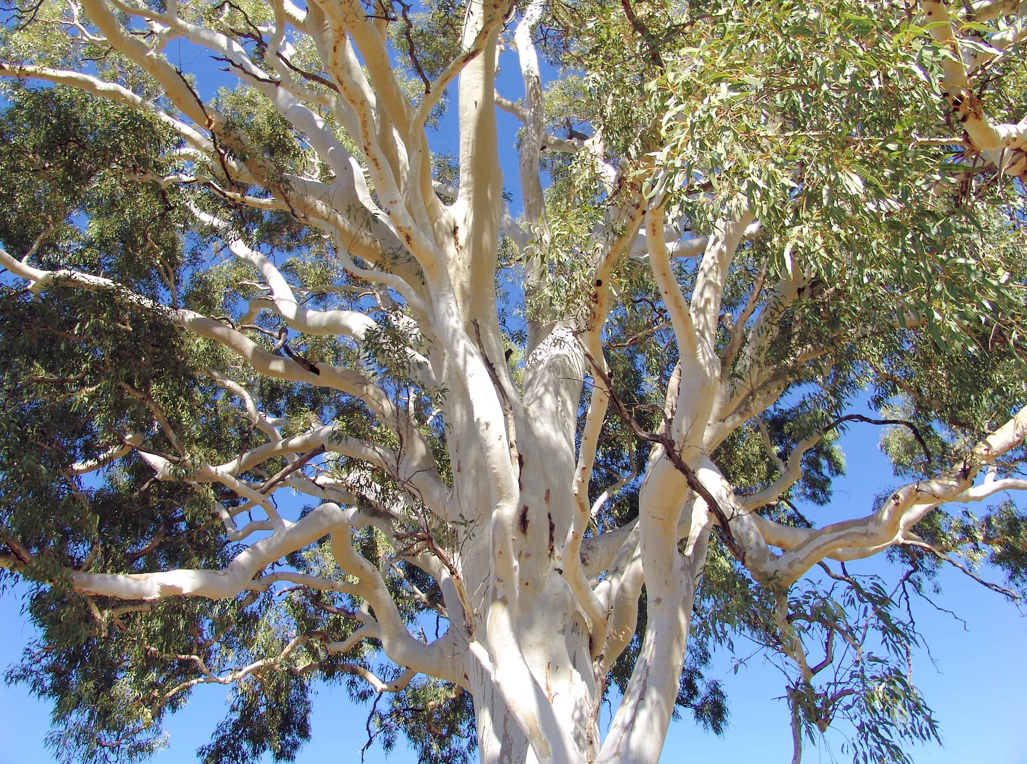 Ghost Gum (Corymbia aparrerinja), Simpsons Gap