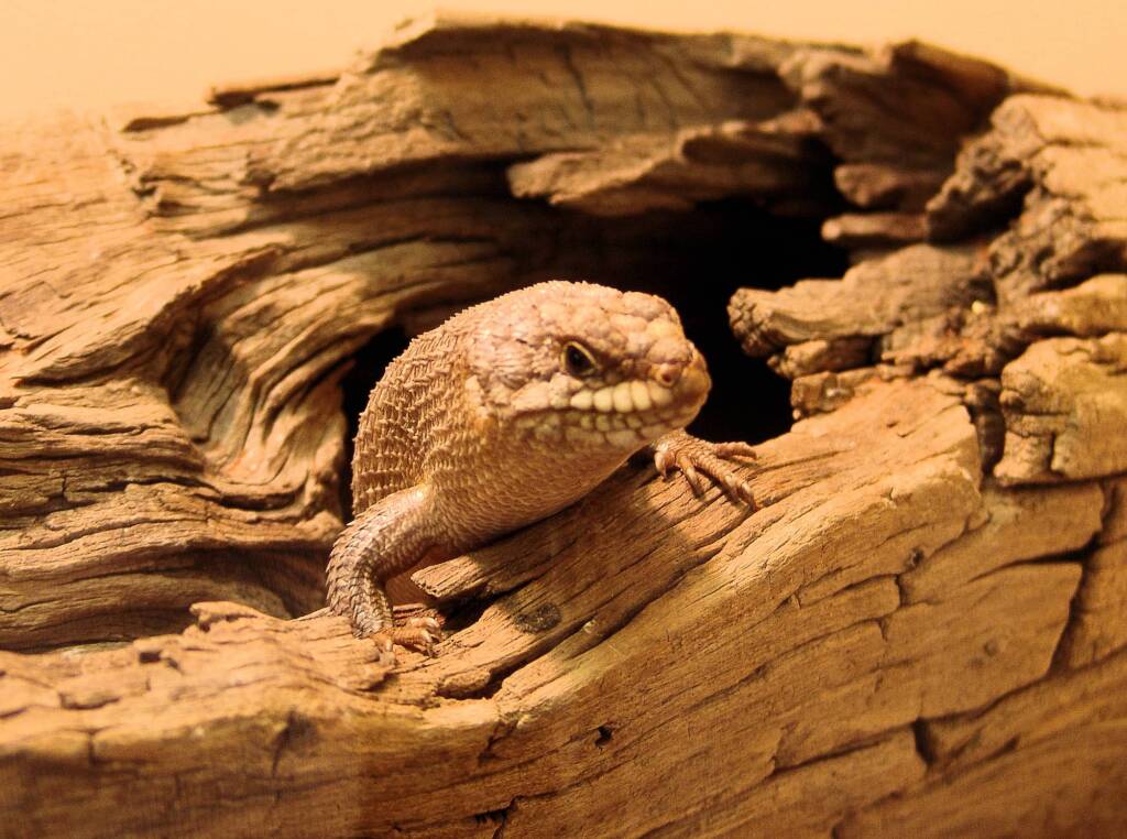 Gidgee Skink (Egernia stokesii), Alice Springs Reptile Centre