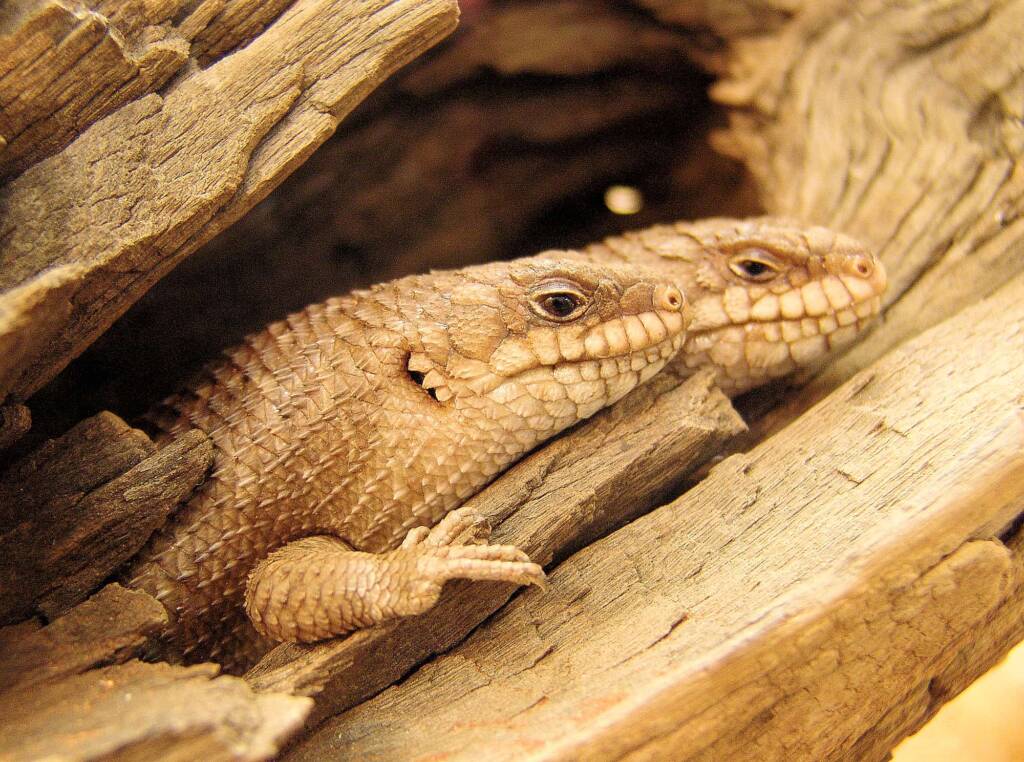 Gidgee Skink (Egernia stokesii), Alice Springs Reptile Centre