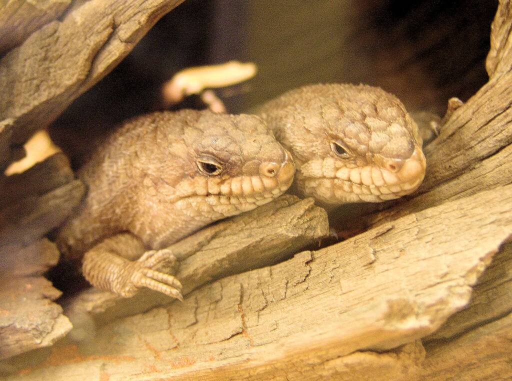 Gidgee Skink (Egernia stokesii), Alice Springs Reptile Centre