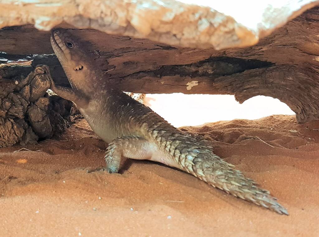 Gidgee Skink (Egernia stokesii), Alice Springs Reptile Centre