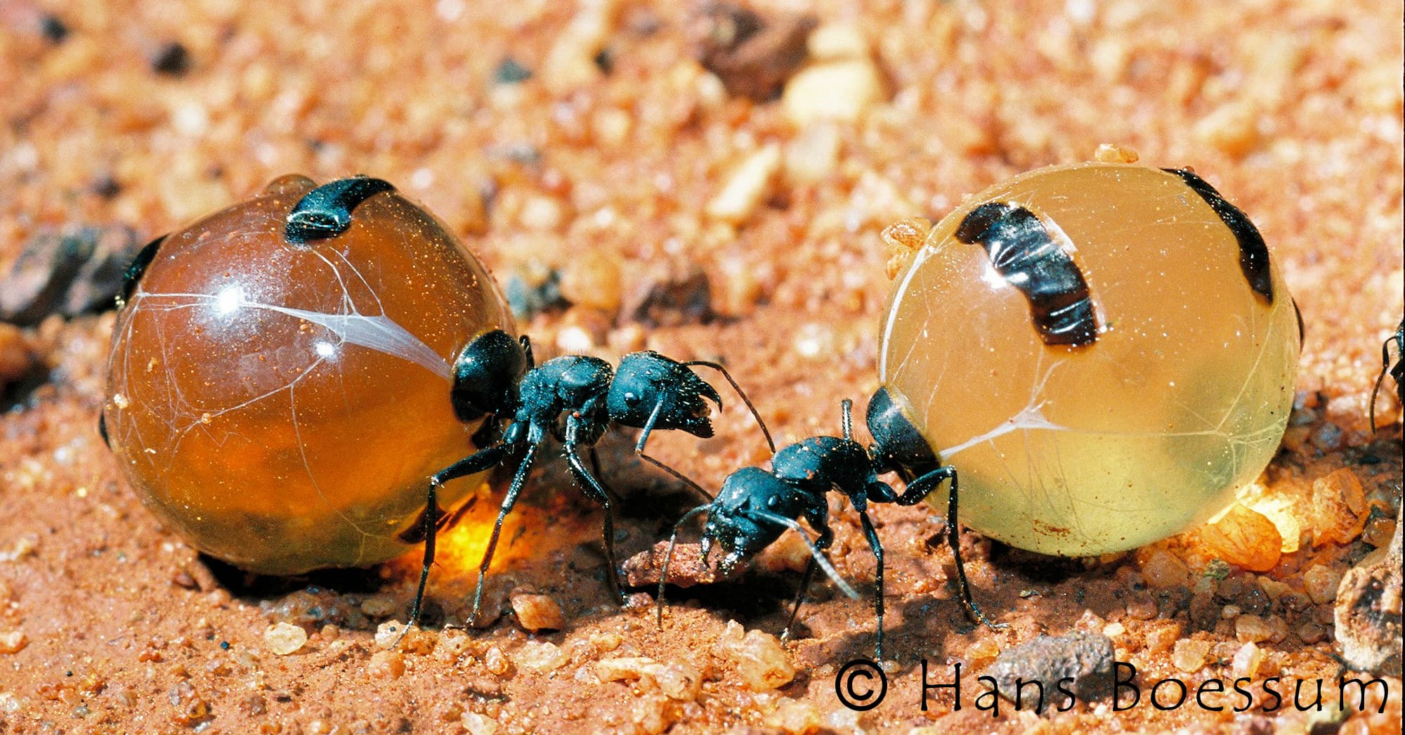 Honey Ants ยฉ Hans Boessum