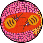 Honey ants ยฉ Danny Goodwin