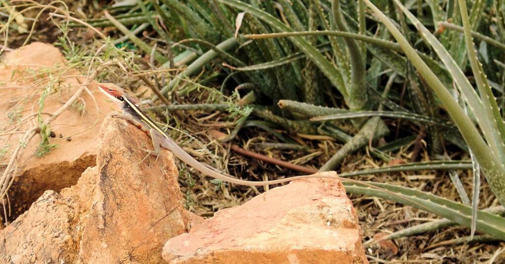 Long-nosed Dragon (Gowidon longirostris), Alice Springs, NT