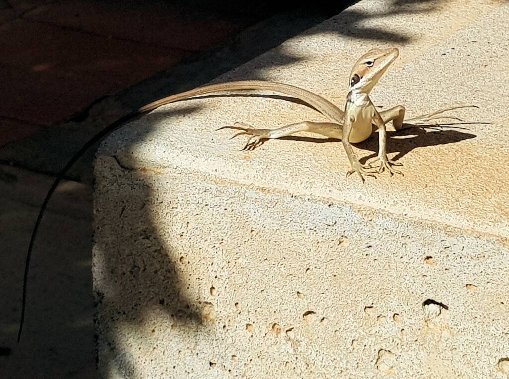 Long-nosed Dragon (Gowidon longirostris), Alice Springs, NT
