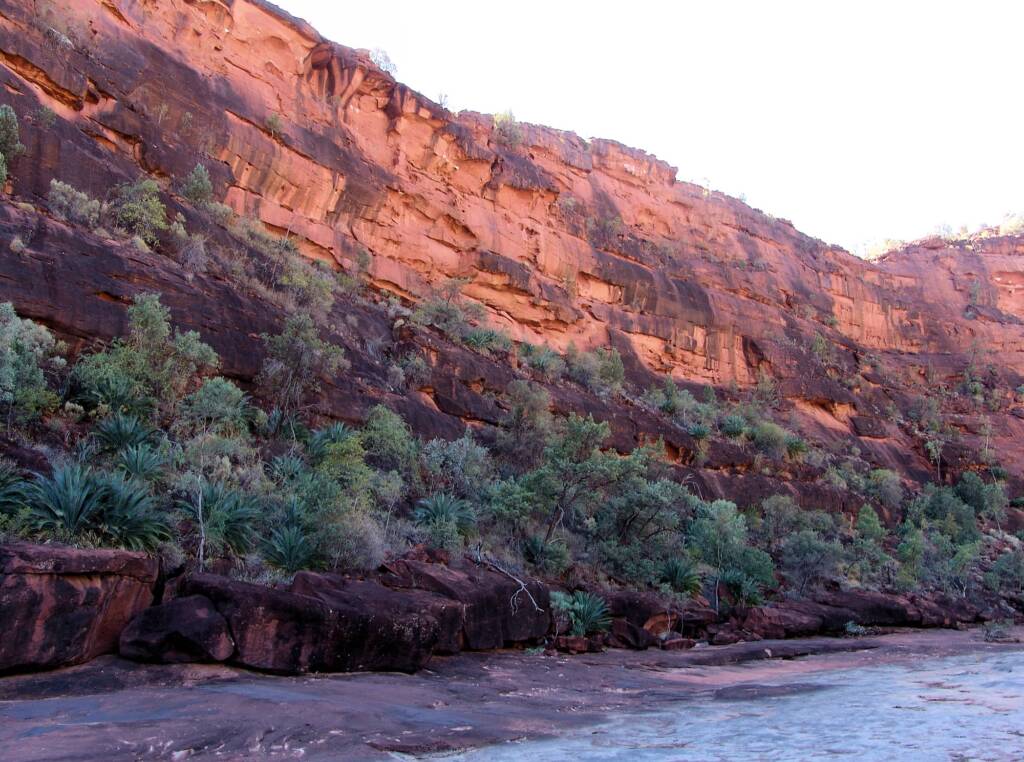 Macdonnell Ranges Cycad (Macrozamia macdonnellii), Palm Valley