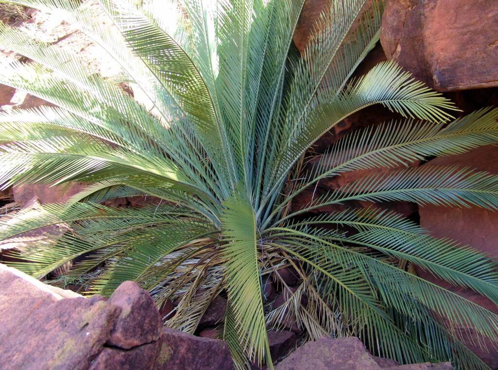 Macdonnell Ranges Cycad (Macrozamia macdonnellii), Palm Valley