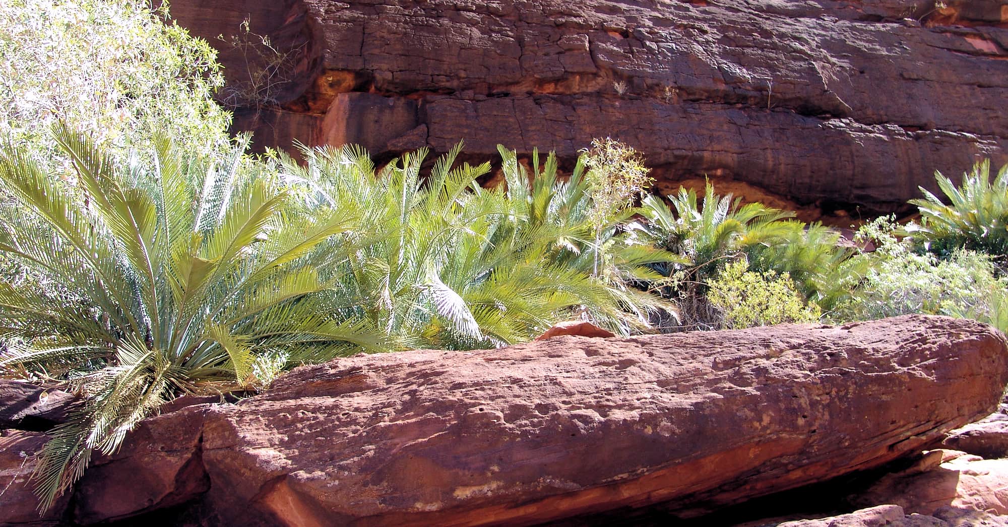 Macdonnell Ranges Cycad (Macrozamia macdonnellii), Palm Valley