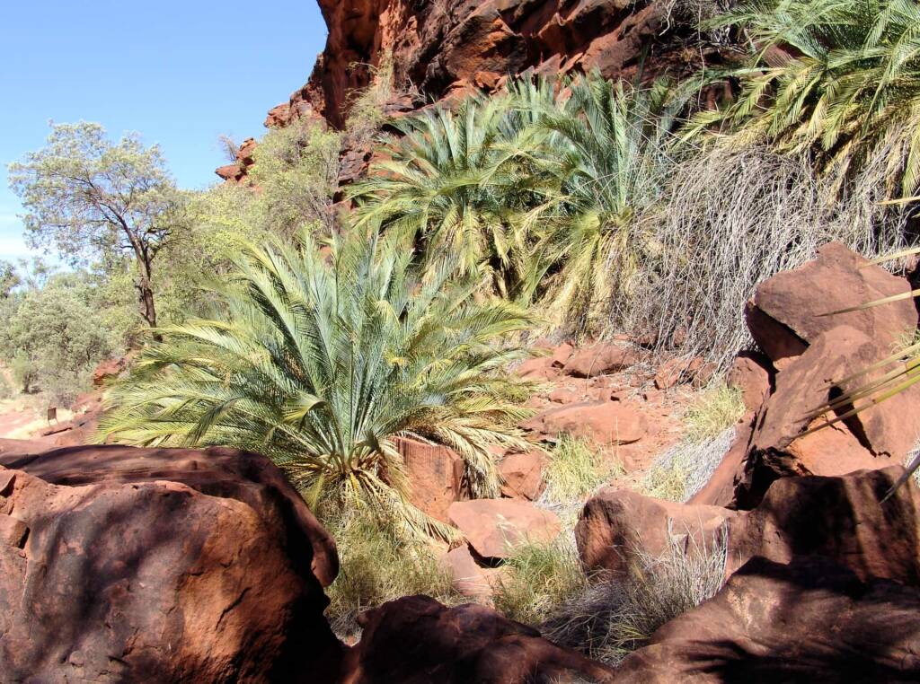 Macdonnell Ranges Cycad (Macrozamia macdonnellii), Palm Valley