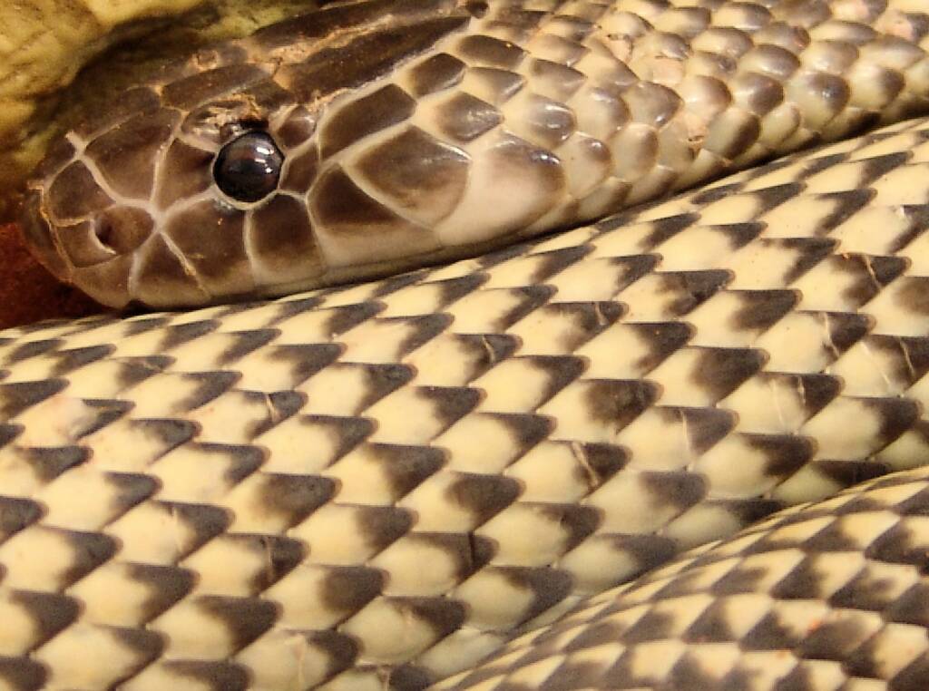 Mulga Snake - King Brown (Pseudechis australis), Alice Springs Reptile Centre
