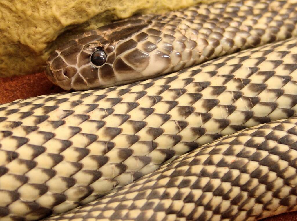 Mulga Snake - King Brown (Pseudechis australis), Alice Springs Reptile Centre