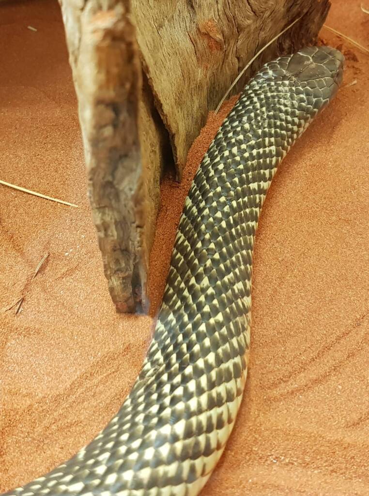 Mulga Snake - King Brown (Pseudechis australis), Alice Springs Reptile Centre