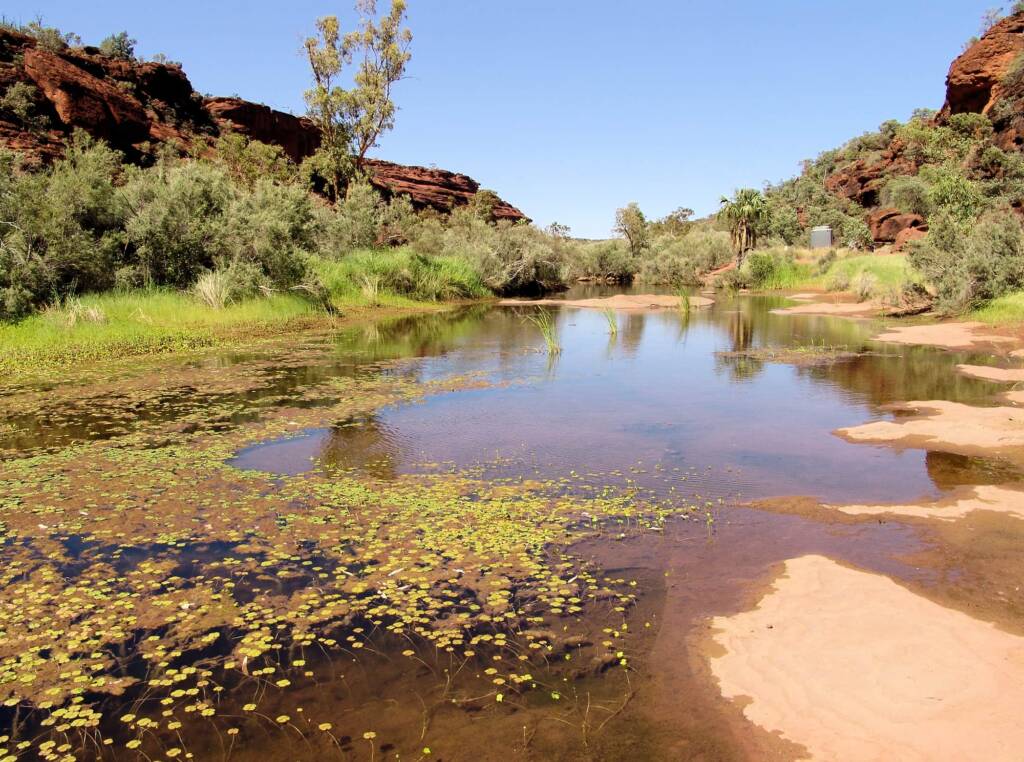 Nardoo (Marsilea drummondii), Finke Gorge National Park