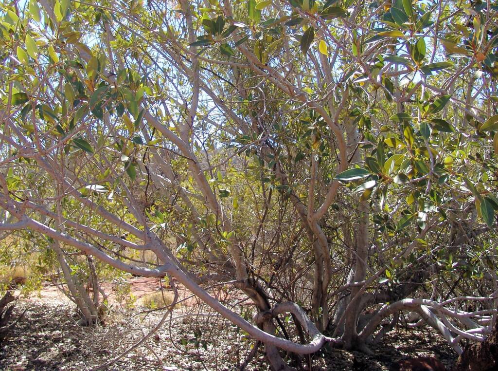 Native Fig (Ficus platypoda), Palm Valley, Finke Gorge National Park